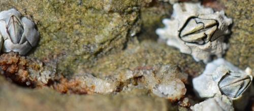 Austrominius modestus